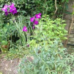 IMG_7051.jpg