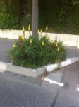 IMG_4967_forum.jpg