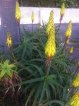 IMG_4968_forum.jpg