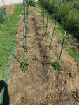 Une fois planté, j'y ai semé comme l'année dernière un rang de carottes au centre car le résultat a été satisfaisant.