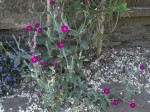 Lychnis coronaria 70.JPG