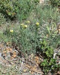 FLEURS JAUNE SUR TIGE 1.JPG