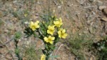FLEURS JAUNE SUR TIGE 3.JPG