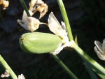 Iris 81.JPG