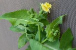 plante2_DSC_6044.jpg