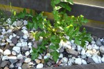 plante01_DSC_6046.jpg