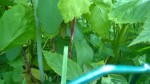 WP_20170529_007.jpg