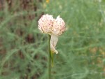 oignon rocambole-4.JPG