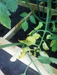 Feuilles des plants de tomate au pied qui jaunissent