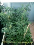 Le Carré Potager !