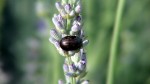 Chrysolina americana.JPG