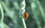 Cantharis (Rhagonycha fulva) .JPG