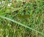 Calopteryx femelle.JPG