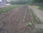 Pommes de terre/Carottes/ Oignons/ Échalotes/ Haricots