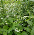 Petites blanches 2 - 30 O.jpg