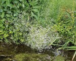 Petites blanches 1 -30 O.jpg