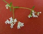 Petites blanches 3 - 30 O.jpg