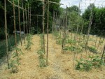 tomates paillées + haricots.jpg