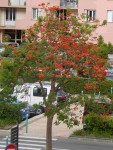 Arbre inconnu bis.jpg
