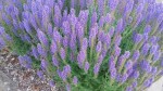 20170601_193621.jpg