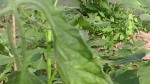 20170601_180737.jpg