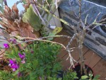 Cestrum élégans ou fasciculatum (4).jpg