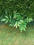 20170603_130025-min.jpg