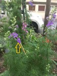 fleurs violettes.jpg