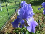 IRIS MAMAN.jpg