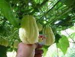 Des gros fruits pendent partout. La treille devient très lourde ... il faut de bons tuteurs !