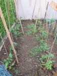 Voici la deuxième série de tomates.<br />La prochaine tonte du gazon me permettra de les pailler au pied.