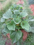 Les pieds de courgettes ont presque atteint leur taille adulte. Ce sont des variétés compactes, non coureuses mais je me verrai mal réduire la plantation à moins d'un mètre.