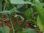 tomatillos-1.JPG