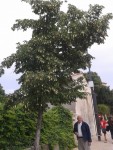 Remoulins 1.jpg