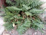 plante_ouessant[1].jpg