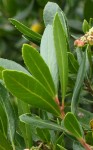 Arbutus feuille 20.jpg