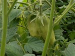 tomates téton de vénus ou andine cornue.JPG