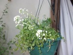 DSCF2862.jpg