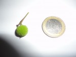 DSC02967.JPG