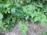 20170605_184246.jpg