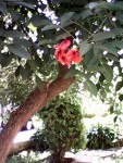 arbre elyte fitness (1).jpg