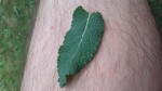 20170605_184940.jpg