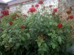 IMG02133-20170604-1109.jpg