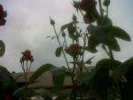 IMG02130-20170603-1512.jpg