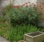 IMG02132-20170604-1109.jpg