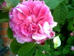 rose ancienne.jpg
