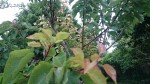DSC_0116.jpg