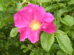 Rosa canina.jpg