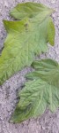 20170607_213746.jpg