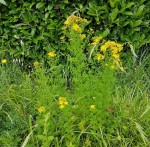 Gaillet jaune - 30 E.jpg